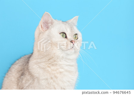 beautiful white cat sits on a blue background, beautiful white cat sits on a blue background, 94676645