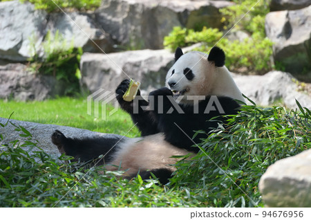 美味地吃竹子的櫻濱 94676956