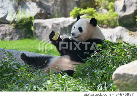 美味地吃竹子的櫻濱 94676957