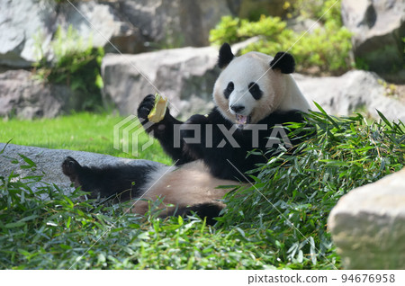 Sakurahama eating bamboo deliciously 94676958