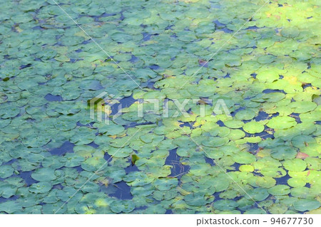 Sheep grass, sheep grass, aquatic plants that cover the surface of the water 94677730