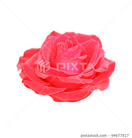 red rose isolated on white background red rose isolated on white background 94677817