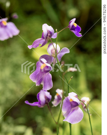 Bright purple flowers of Utricularia, commonly called the bladderwort. Flowers in bloom of carnivorous plant. Bright purple flowers of Utricularia, commonly called the bladderwort. Flowers in bloom of carnivorous plant. 94678296