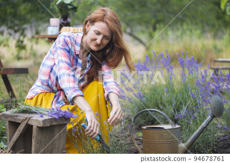 girl pruning lavender bush in the garden 94678761