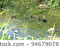 spot-billed duck 8 94679078