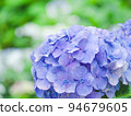 藍色繡球花 94679605