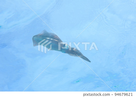 大鰭礁魷魚在水中 大鰭礁魷魚在水中 94679621