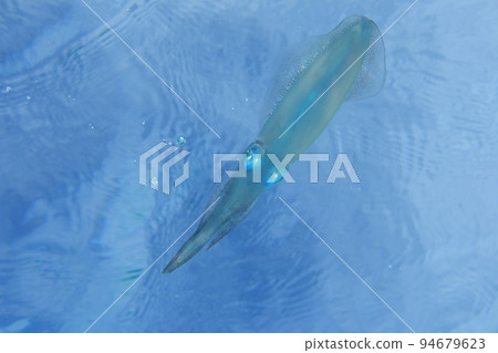 大鰭礁魷魚在水中 94679623