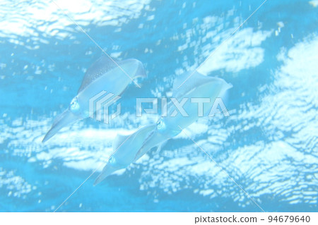 天然大鰭礁魷魚 天然大鰭礁魷魚 94679640