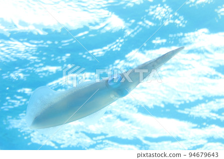 natural bigfin reef squid natural bigfin reef squid 94679643