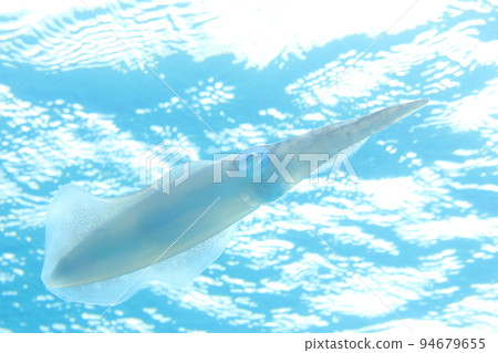 天然活大鰭礁魷魚 94679655