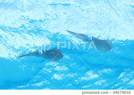 天然活大鰭礁魷魚 94679656