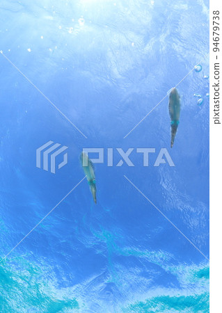 一群大鰭礁烏賊和天空 一群大鰭礁烏賊和天空 94679738