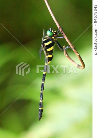 無霸勾蜓 94679848