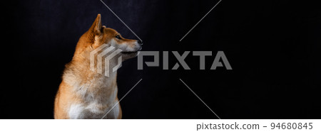 Shiba Inu facing sideways on a black background Shiba Inu facing sideways on a black background 94680845