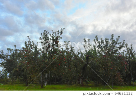 [Iizuna-cho, Kamiminochi-gun, Nagano Prefecture] Apple farm at the winery 94681132