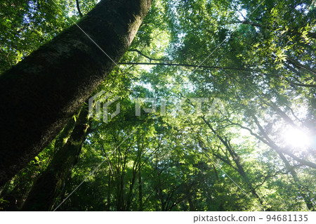 sunlight from the forest sunlight from the forest 94681135