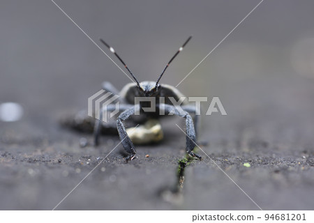 一隻灰色的椿象昆蟲在木板上爬行覓食 94681201