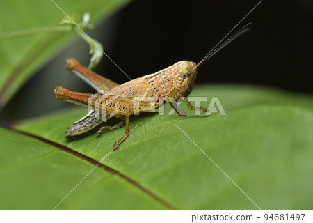 綠色植物葉子上活耀的蚱蜢昆蟲 94681497