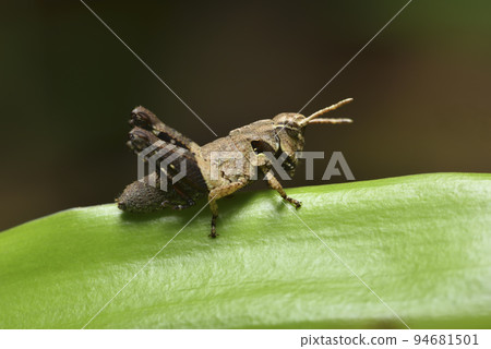 綠色植物葉子上活耀的蚱蜢昆蟲 94681501