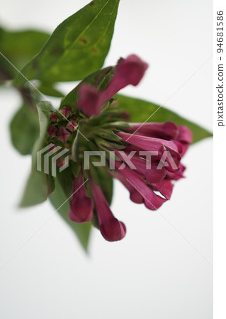 Bouvardia 花粉的電子顯微照片(主題) Bouvardia 花粉的電子顯微照片(主題) 94681586