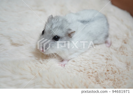 Djungarian hamster pearl white on a fluffy blanket 94681971