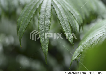 Close-up of fern leaves growing in the forest 94682058