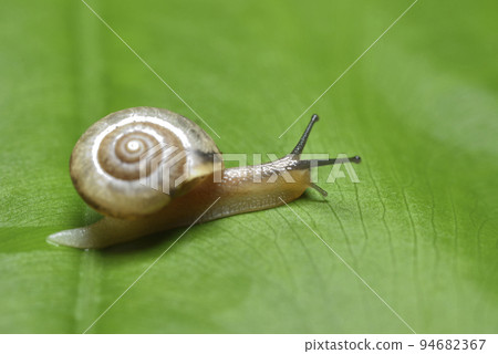綠色葉子上爬行的可愛小蝸牛 94682367