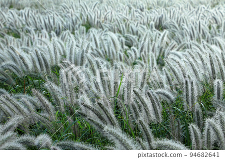 Autumn nature image Asagiri Plateau Shikashiba Asagiri Plateau, Fujinomiya City, Shizuoka Prefecture Autumn nature image Asagiri Plateau Shikashiba Asagiri Plateau, Fujinomiya City, Shizuoka Prefecture 94682641