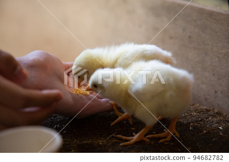 chick eating food from human hand 94682782