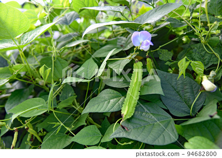 翅豆 翅豆 94682800