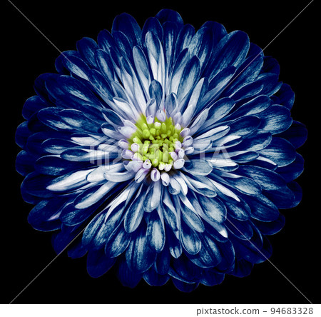 Bright blue flower chrysanthemum, garden flower on the black white isolated background. Closeup. Nature. Bright blue flower chrysanthemum, garden flower on the black white isolated background. Closeup. Nature. 94683328