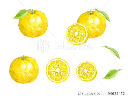 Yuzu watercolor illustration set vector 94683452