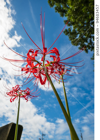 Red cluster amaryllis growing in the blue sky after the typhoon has passed Red cluster amaryllis growing in the blue sky after the typhoon has passed 94683457