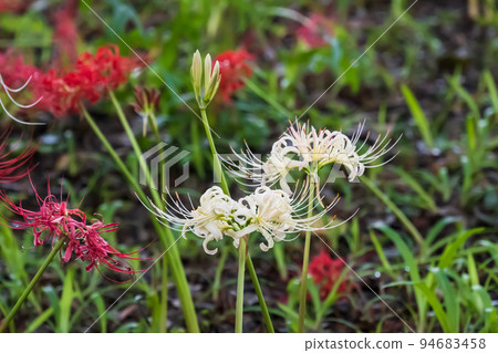 Red and white cluster amaryllis blooming in a thicket Red and white cluster amaryllis blooming in a thicket 94683458