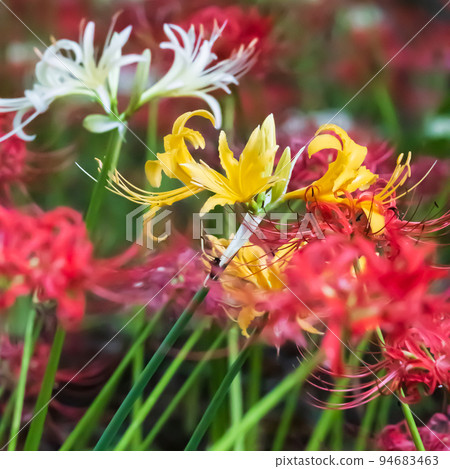 Cluster amaryllis in full bloom with colorful red, white and yellow colors 94683463