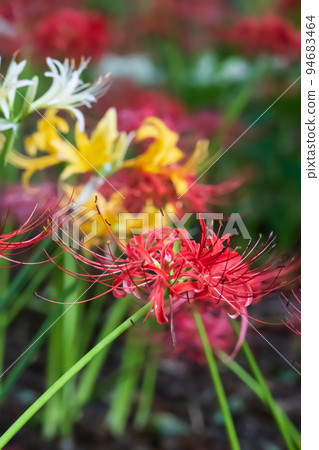 Cluster amaryllis in full bloom with colorful red, white and yellow colors Cluster amaryllis in full bloom with colorful red, white and yellow colors 94683464
