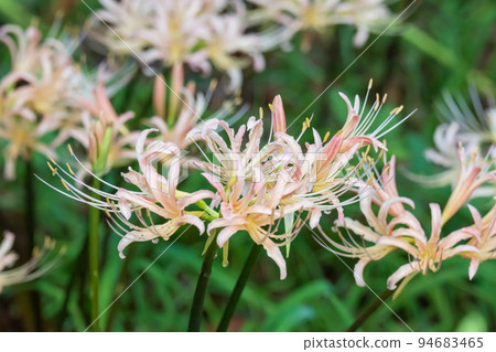Clusters of cluster amaryllis with light pink flowers 94683465