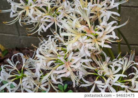 Clusters of cluster amaryllis with light colored flowers Clusters of cluster amaryllis with light colored flowers 94683475