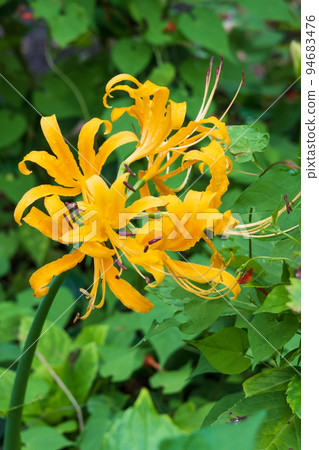 Cluster amaryllis spreading bright yellow petals 94683476