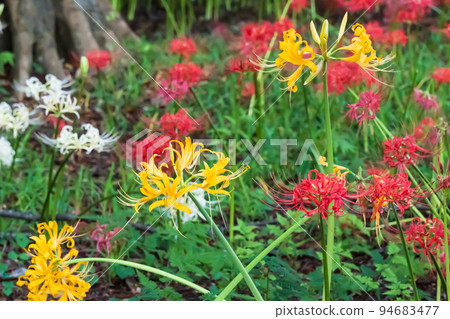 Cluster amaryllis in full bloom with colorful red, white and yellow colors Cluster amaryllis in full bloom with colorful red, white and yellow colors 94683477