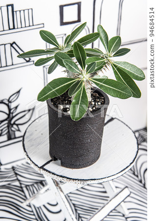 2D 背景和 Pachypodium densiflorum 94684514