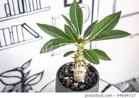 2D 背景和 Pachypodium Barony 2D 背景和 Pachypodium Barony 94684517