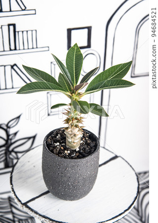 2D 背景和 Pachypodium Barony 2D 背景和 Pachypodium Barony 94684521