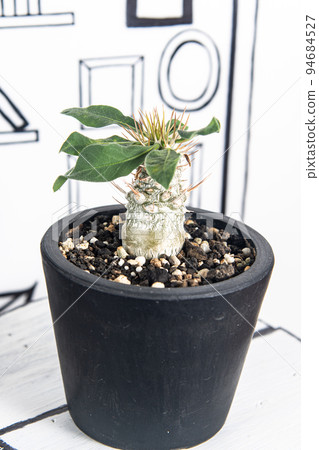 2D background and Mitsudo (Pachypodium namaquanum) 94684527