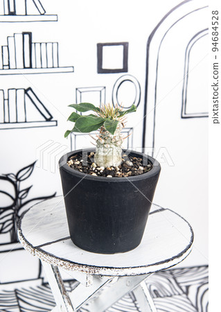 2D background and Mitsudo (Pachypodium namaquanum) 94684528