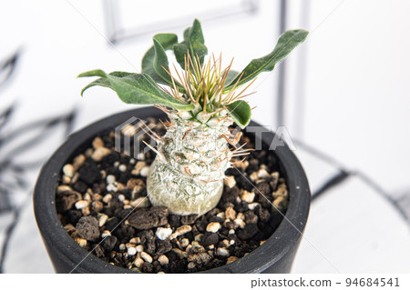 2D background and Pachypodium Kodo 94684541