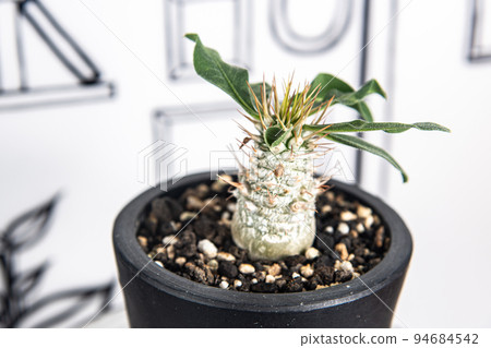 2D background and Pachypodium Kodo 94684542