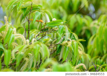 A green insect, Hanamuguri, approaching a tree flower 94684553