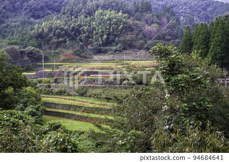 The cluster amaryllis that blooms in the bansho in early autumn is in full bloom in the rice terraces The cluster amaryllis that blooms in the bansho in early autumn is in full bloom in the rice terraces 94684641